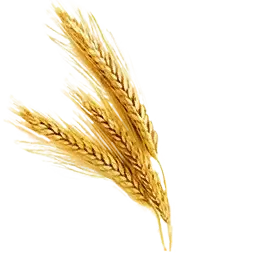 Dried Wheat (Primitive Plus)