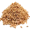 Fresh Wheat (Primitive Plus)